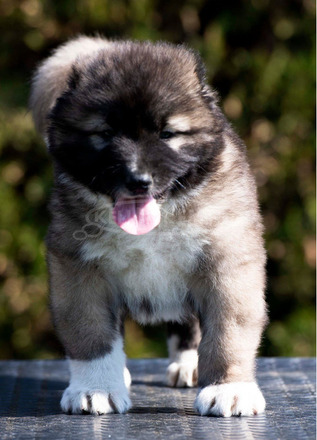 Kaukázusi juhászkutya – kölykök