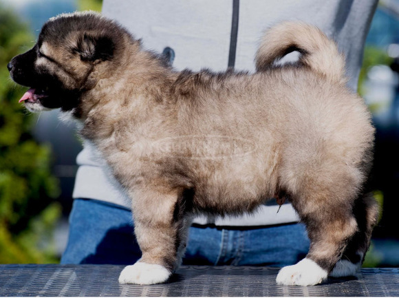 Kaukázusi juhászkutya – kölykök