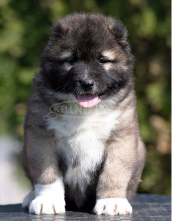 Kaukázusi juhászkutya – kölykök