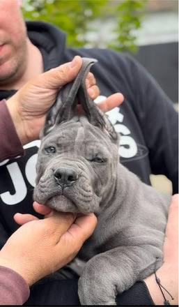 Cane Corso kölykök