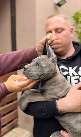 Cane Corso kölykök