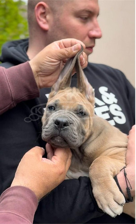 Cane Corso kölykök