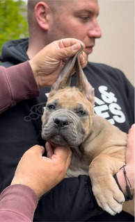 Cane Corso kölykök