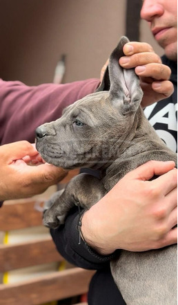 Cane Corso kölykök