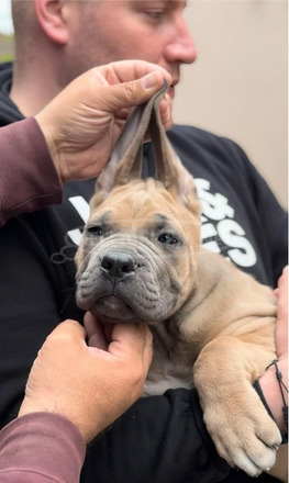 Cane Corso kölykök