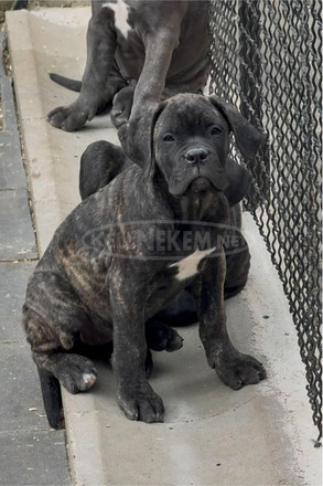 Cane Corso kölykök