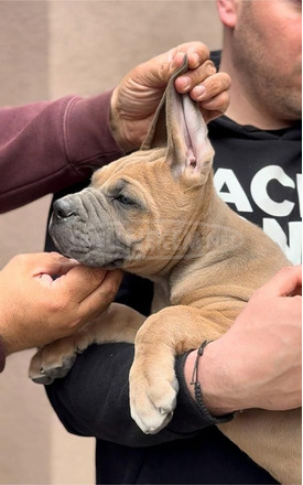 Cane Corso kölykök