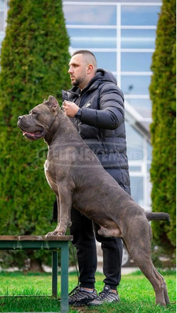 Cane Corso kölykök
