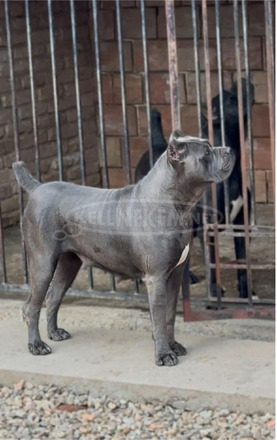 Cane Corso kölykök