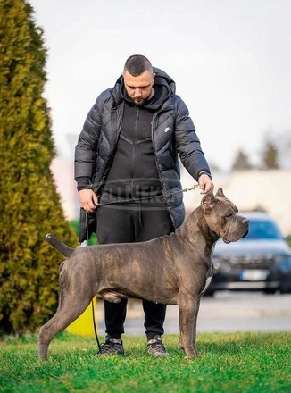 Cane Corso kölykök