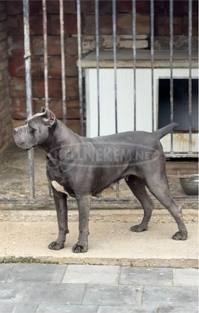Cane Corso kölykök