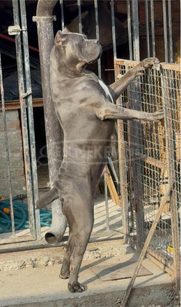 Cane Corso kölykök