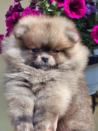 Pomerániai törpespicc – BOO mackó típus