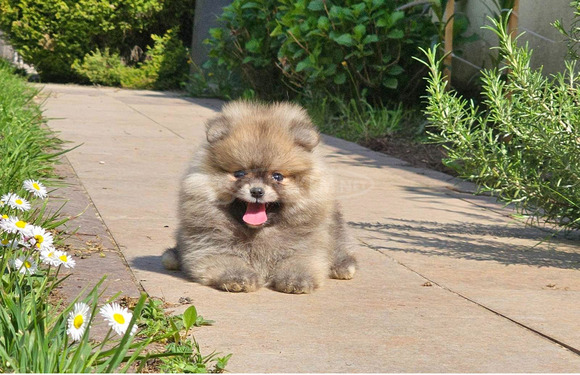 Pomerániai törpespicc – BOO mackó típus