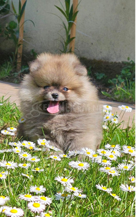 Pomerániai törpespicc – BOO mackó típus