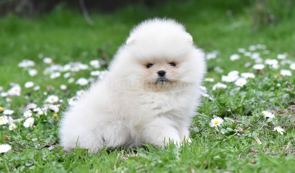 Pomerániai törpespicc – BOO mackó típus