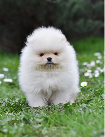 Pomerániai törpespicc – BOO mackó típus