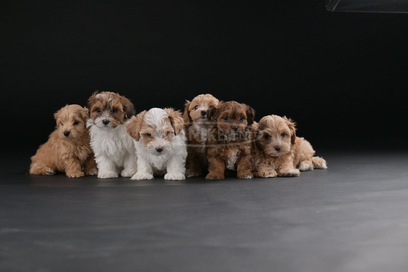 Havannai bichon gyönyörű kölykök