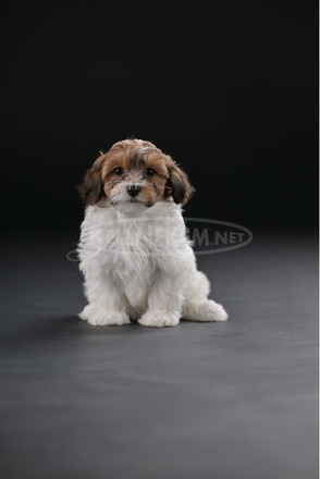 Havannai bichon gyönyörű kölykök