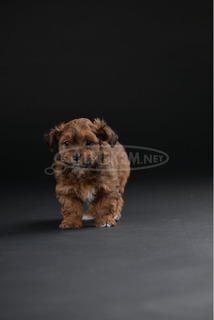 Havannai bichon gyönyörű kölykök