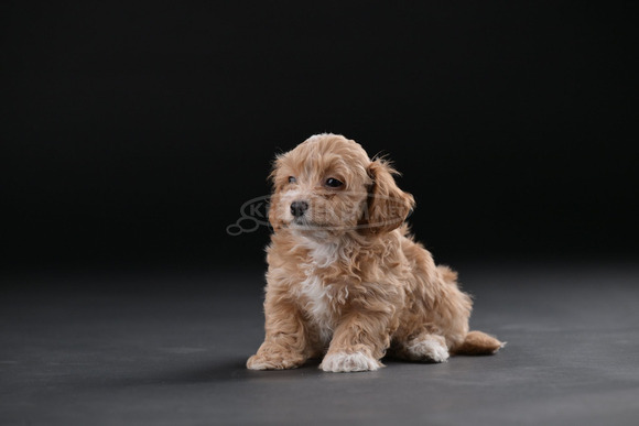 Havannai bichon gyönyörű kölykök