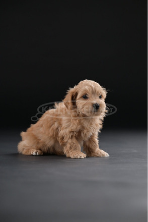 Havannai bichon gyönyörű kölykök