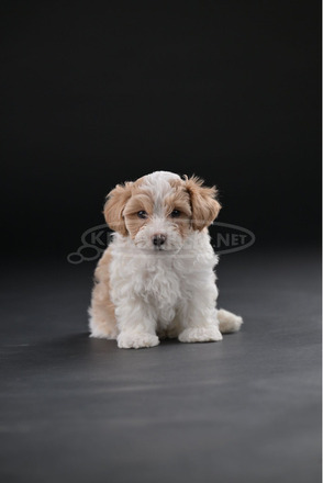 Havannai bichon gyönyörű kölykök