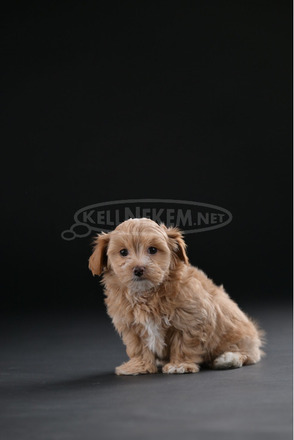 Havannai bichon gyönyörű kölykök