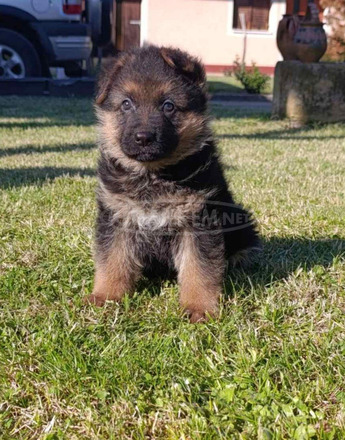 Német juhászkutya gyönyörű kölykök