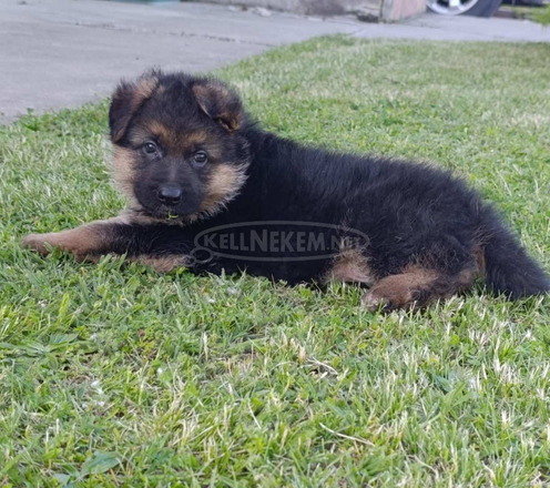 Német juhászkutya gyönyörű kölykök