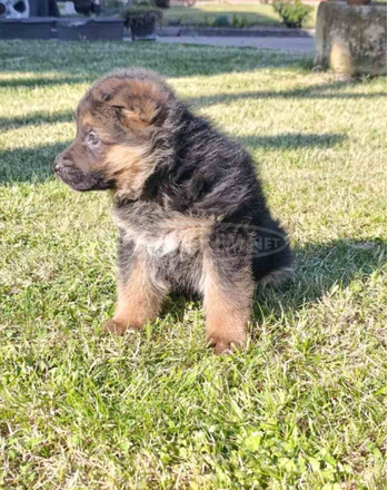 Német juhászkutya gyönyörű kölykök