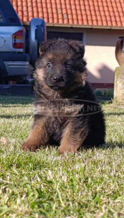 Német juhászkutya gyönyörű kölykök