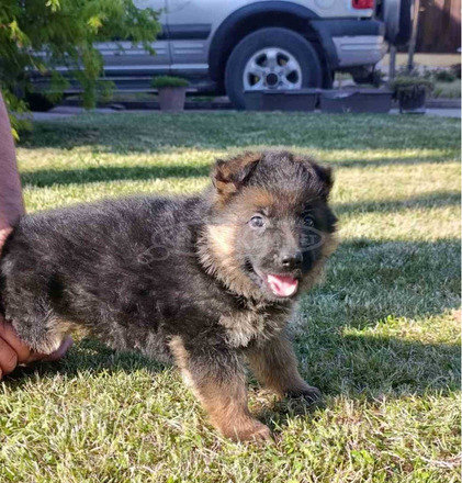 Német juhászkutya gyönyörű kölykök