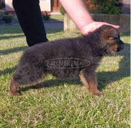 Német juhászkutya gyönyörű kölykök