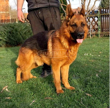 Német juhászkutya gyönyörű kölykök