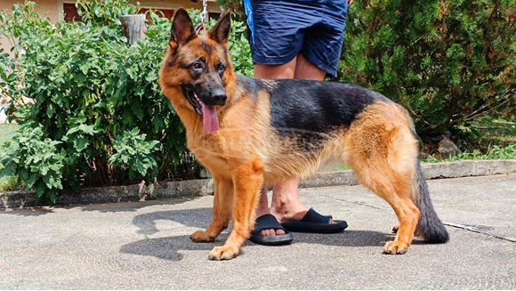 Német juhászkutya gyönyörű kölykök