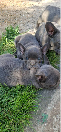 Francia bulldog sky blue kölykök