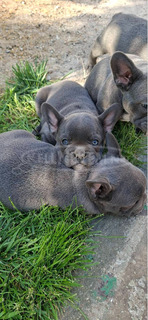 Francia bulldog sky blue kölykök