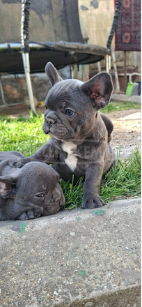 Francia bulldog sky blue kölykök