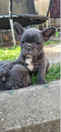 Francia bulldog sky blue kölykök