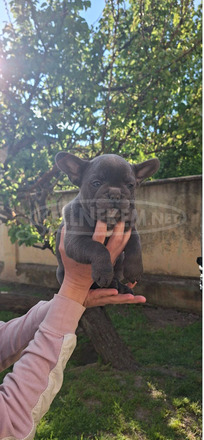Francia bulldog sky blue kölykök