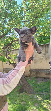 Francia bulldog sky blue kölykök