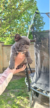 Francia bulldog sky blue kölykök