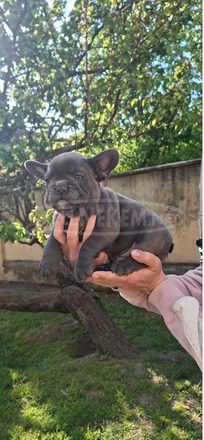 Francia bulldog sky blue kölykök