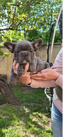 Francia bulldog sky blue kölykök