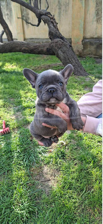 Francia bulldog sky blue kölykök
