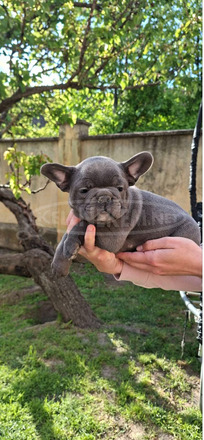 Francia bulldog sky blue kölykök
