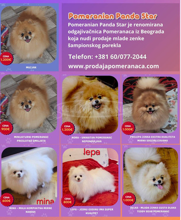 Pomerániai kennel eladó
