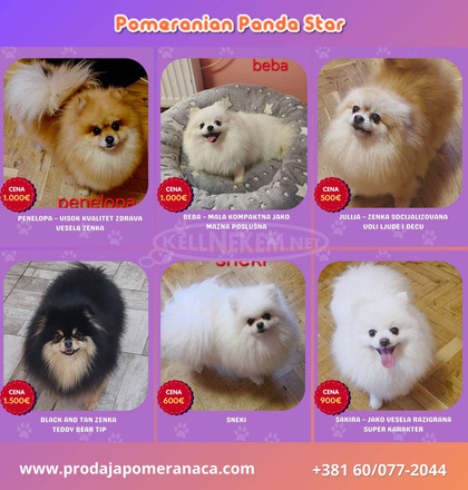 Pomerániai kennel eladó