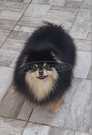 Pomerániai kennel eladó